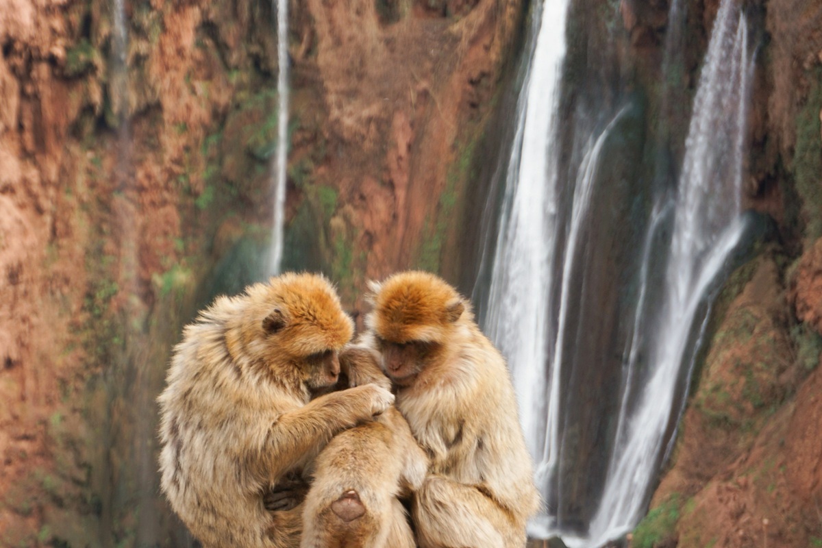 Desert Wildlife in Morocco