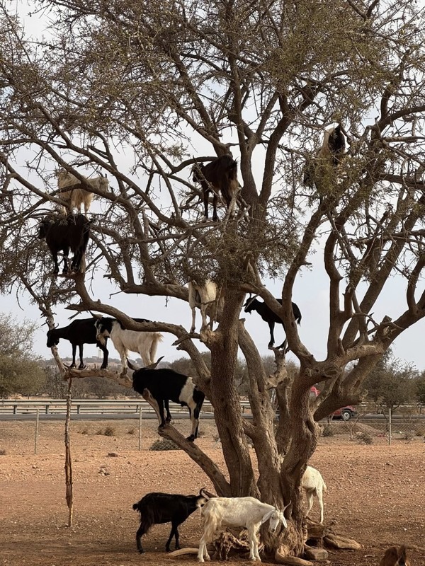 Agadir First-Time Visitors: Your Ultimate Travel Guide, Morocco