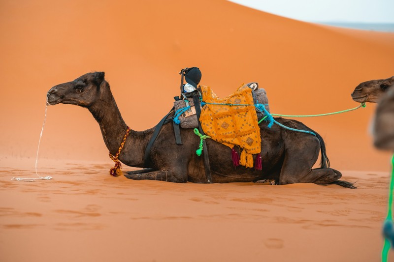 Camel Trekking in Merzouga Morocco: Complete Desert Guide