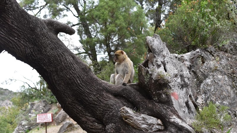 Chefchaouen - Morocco’s Blue Pearl and Its Photogenic Alleys - Akchour Waterfal