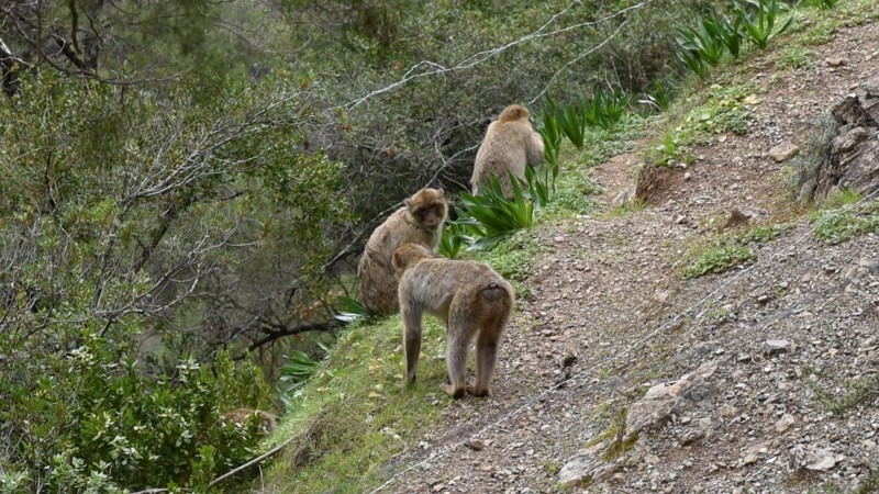 Chefchaouen - Morocco’s Blue Pearl and Its Photogenic Alleys - Akchour Waterfal