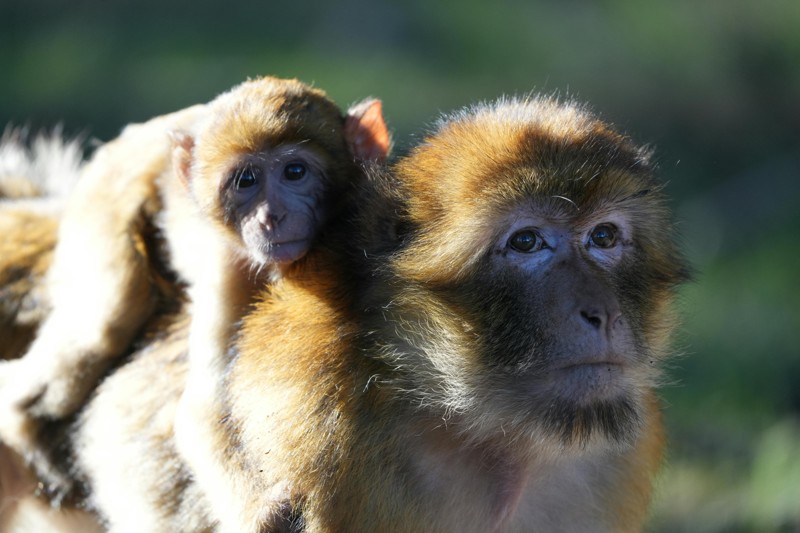 From Azrou to Ifrane - Morocco