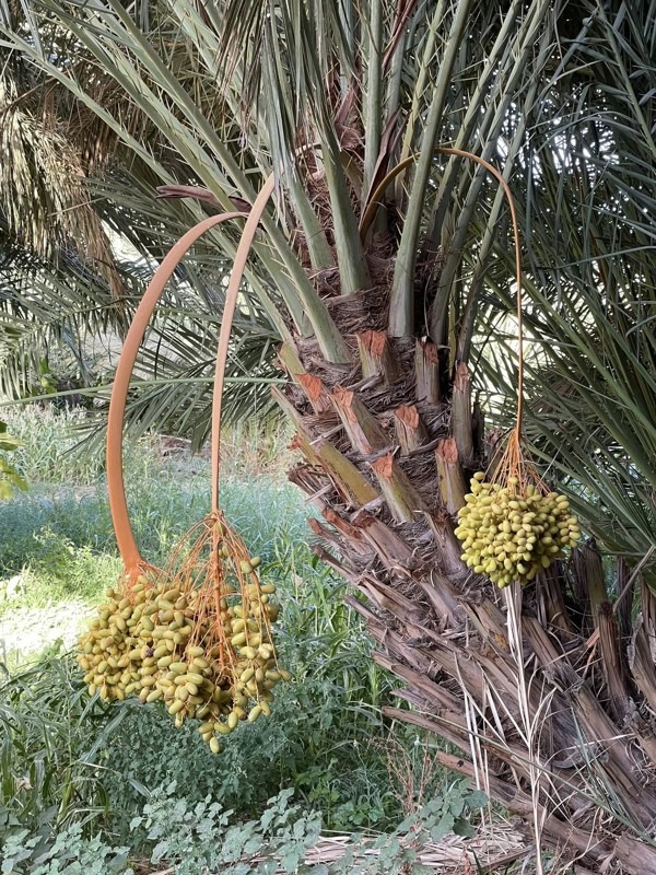 Todra Gorges, Morocco