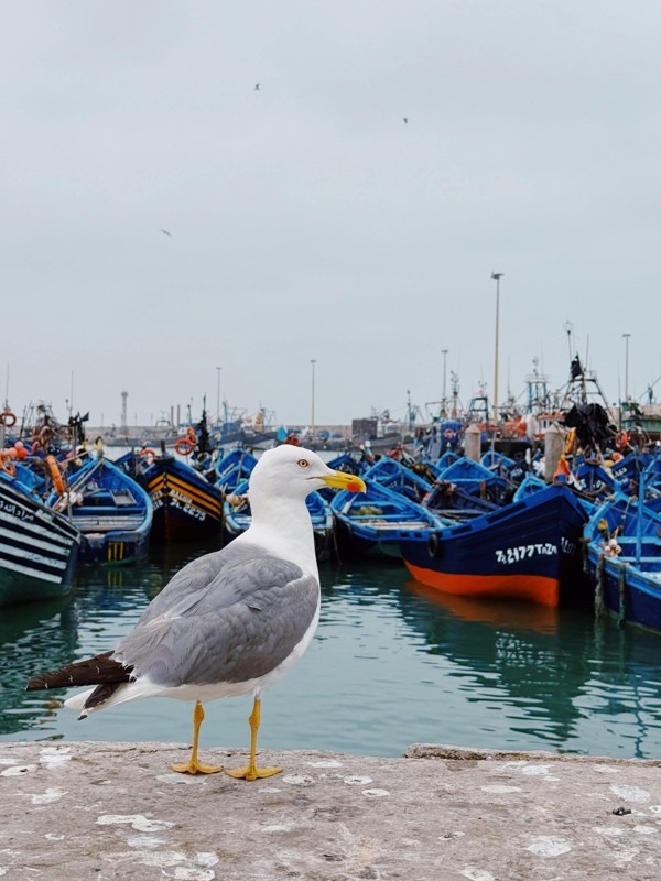 Essaouira Port, Morocco