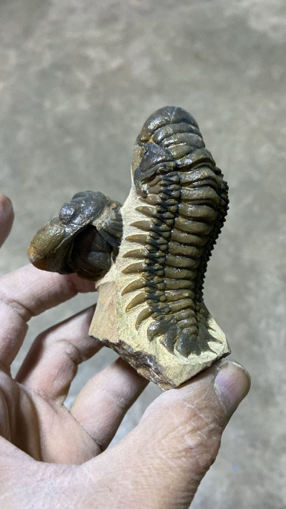 Fossils, Morocco
