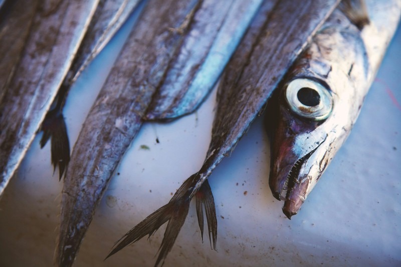 Fresh Fish and Local Flavors, Essaouira, Morocco