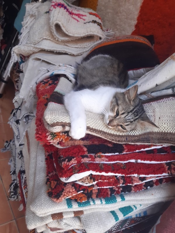 Galleries, Music, and Craftsmanship, Essaouira, Morocco