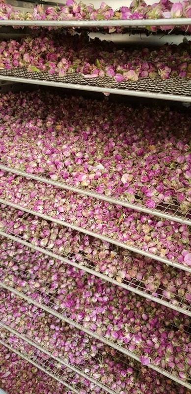 Kalaat M’Gouna, Dadès Gorge, Tinghir, Morocco