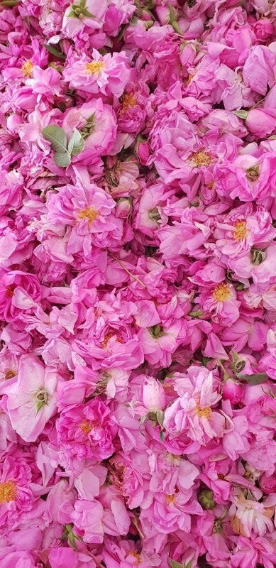 Kalaat M’Gouna, Dadès Gorge, Tinghir, Morocco