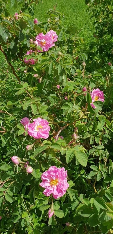 Kalaat M’Gouna, Dadès Gorge, Tinghir, Morocco