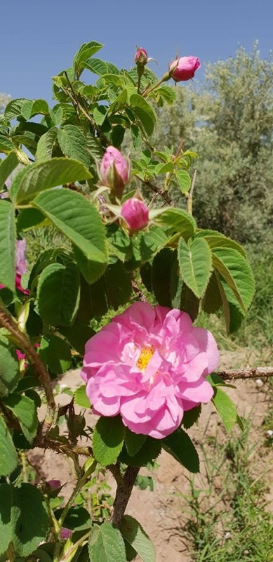 Kalaat M’Gouna, Dadès Gorge, Tinghir, Morocco