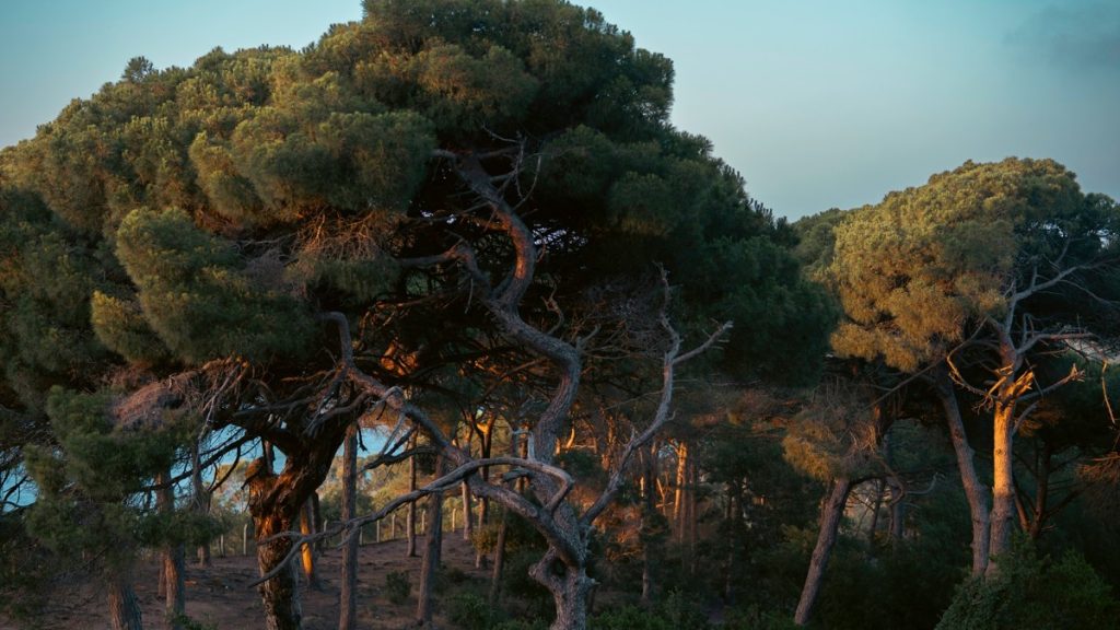 Parc Perdicaris, Tangier, Morocco