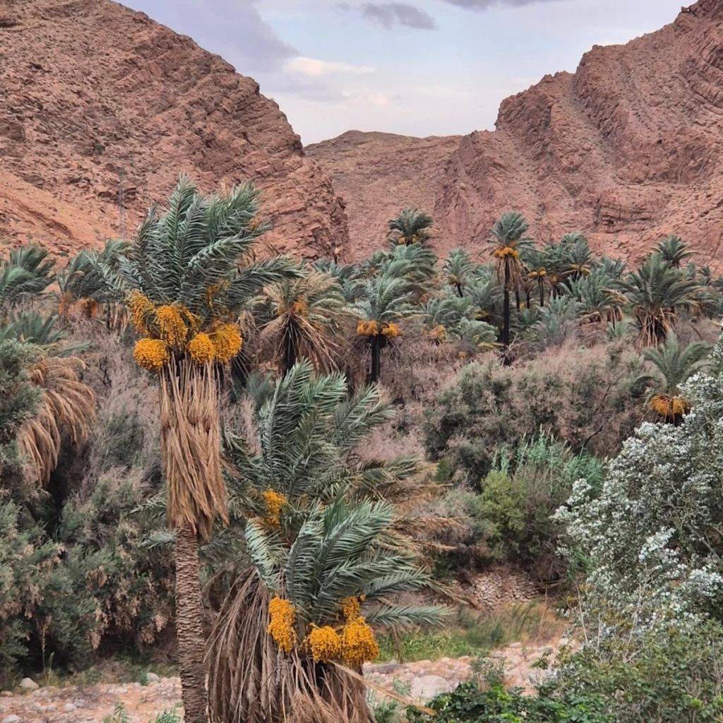 Todra Gorge, Tinghir, Morocco