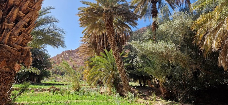 Todra Gorges, Morocco